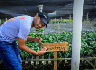 Omar Escobar: »Kava mi je dala službo, hobi, kariero in na tej poti sem spoznal ogromno izjemnih posameznikov.« Moški pred nasadom kavovcev