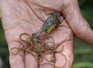 Parazitu, pred katerim Slovence svari tudi NIJZ, manjka kar 30 % genov Žive niti, ki so lahko strah in trepet med zajedavci