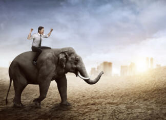 Študija razkriva, da sta si človek in slon zelo podobna Asian business man riding elephant walking with city background