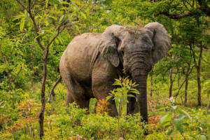 Beautiful Wild African Elephants in the Mole National Park, the largest wildlife refuge in Ghana, West Africa