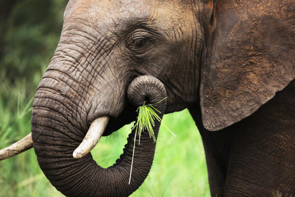 Close-up of a African Elephant eating green grass; Loxodonta Africana
