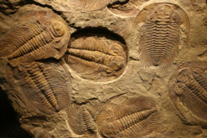 fossil trilobite imprinted in the sediment