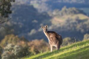 kangaroo, eastern grey kangaroo, wildlife