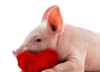 Zakaj je odpovedalo prašičje srce v človeškem bolniku, ki je kasneje tudi umrl? Little pink pig isolated on white background.