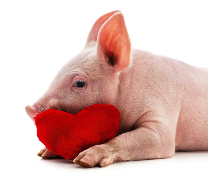 Little pink pig isolated on white background.