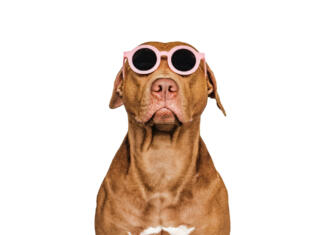 8 korakov do popolnih sončnih očal zate Lovable, pretty brown puppy and sunglasses. Closeup, indoors. Studio shot. Congratulations for family, relatives, loved ones, friends and colleagues. Pets care concept