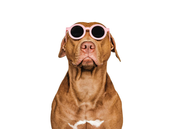 Lovable, pretty brown puppy and sunglasses. Closeup, indoors. Studio shot. Congratulations for family, relatives, loved ones, friends and colleagues. Pets care concept