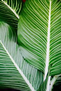 palm, leaves, plant