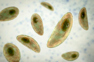 Parasitic protozoans Toxoplasma gondii, the causative agent of toxoplasmosis in tachyzoite stage, 3D illustration