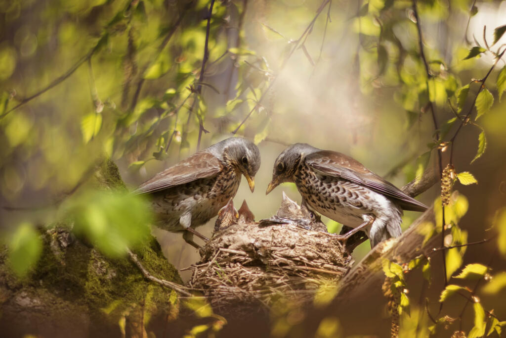 parents of the blackbird bird feed their chicks in the nest among the green foliage in the spring park