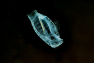 Pelagic TunicateSubphylum Tunicata
