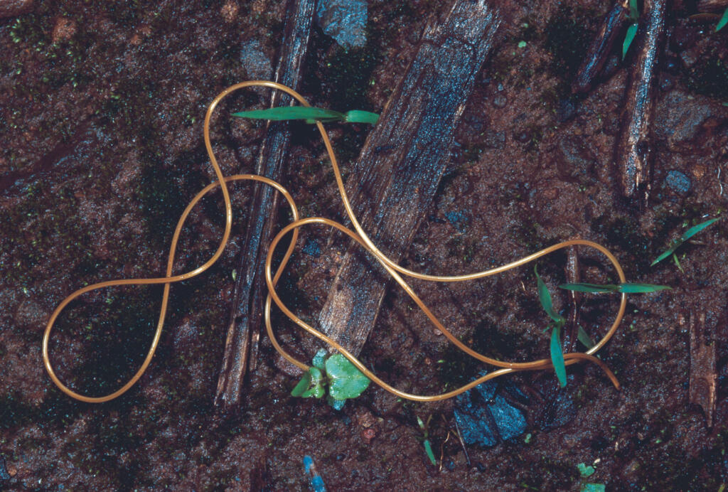 Phylum Nematomorpha. Horsehair worm. Gordian worms, Rarely available. Rajgad fort, Maharashtra, India.