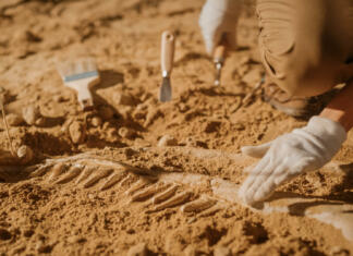 Odkritje 500 milijonov let starega fosila razkrilo osupljive skrivnosti Portrait of Beautiful Paleontologist Cleaning Tyrannosaurus Dinosaur Skeleton with Brushes. Archeologists Discover Fossil Remains of New Predator Species. Archeological Excavation Digging Site