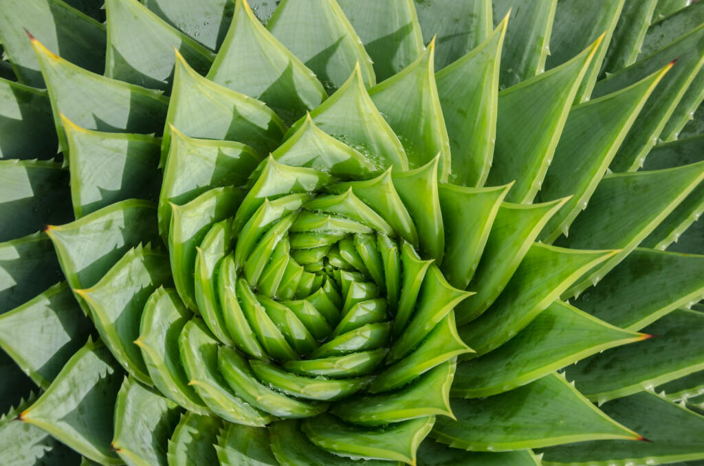 Spiral aloe vera with water drops, closeup