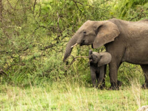 The mother elephant and the baby in Serengeti National Park, Tanzania
