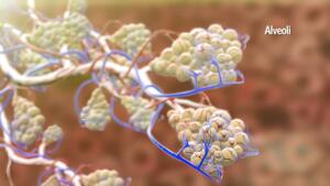 The structure of the human lungs and the working system of the respiratory system 3D illustration