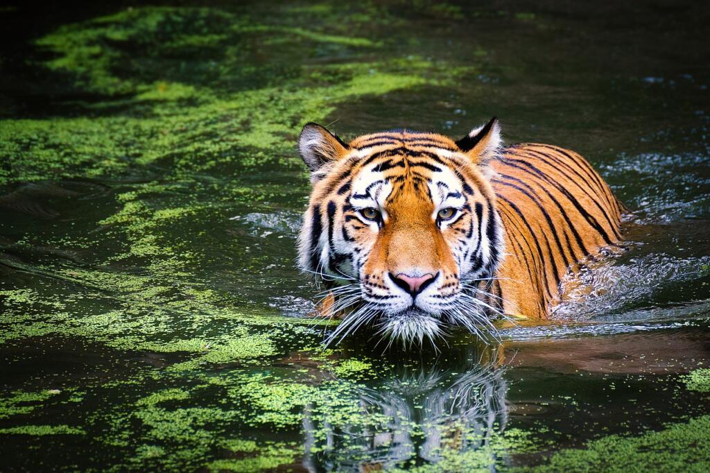 tiger, swamp, big cat