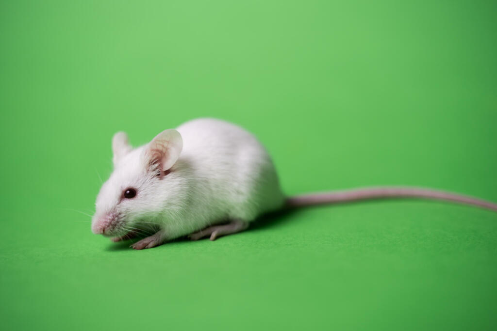 Aspartam pri podganah povzroča raka, kaj pa pri ljudeh?