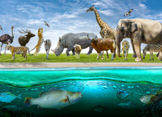 Razkrita skrivnost živalskega sveta, ki strokovnjakom ni dala miru Wildlife Conservation Day Wild animals to the home. Or wildlife protection