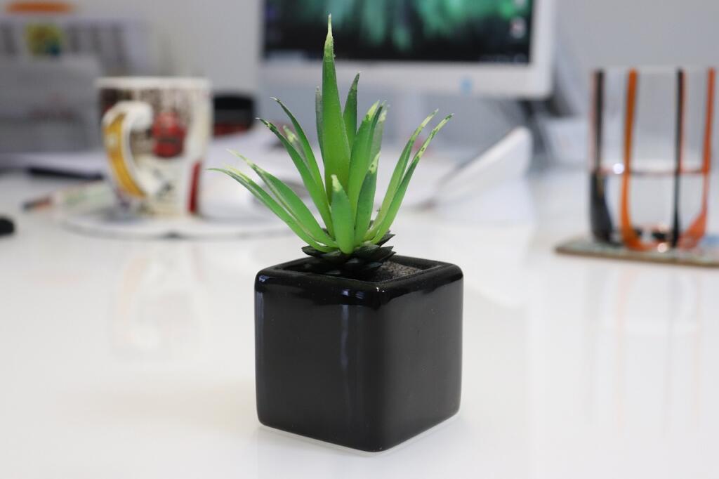 aloe, succulent, nature