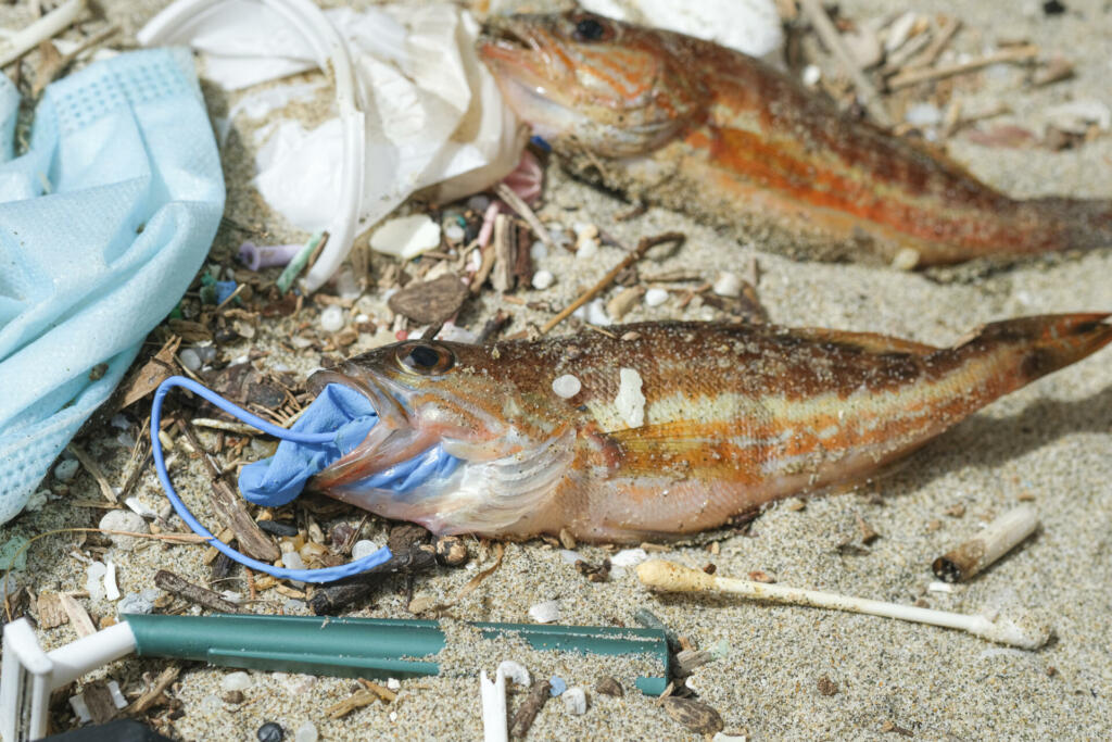 Mikroplastiko je študija našla v kar 70 odstotkih raziskovanih morskih sesalcev