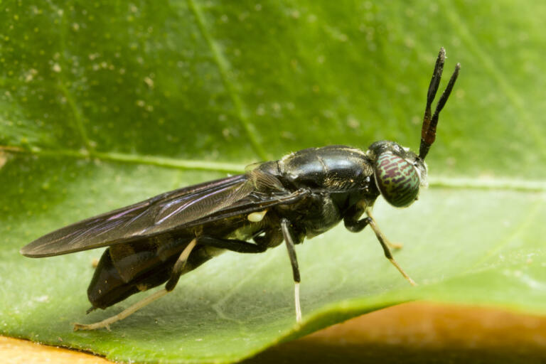Uporaba žuželk za izdelavo plastike? Ne, to ni znanstvena fantastika