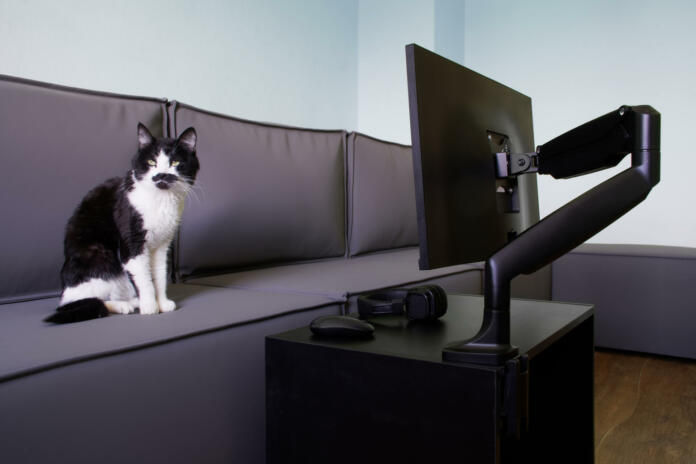Modern computer monitor or TV set is mounted on a small table using a gas-lifted metal swivel arm. Next to headphones, computer mouse, large loft sofa and funny cat. Daylight