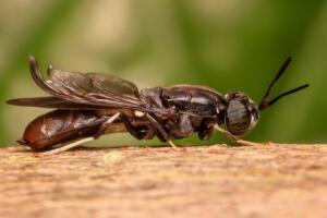 Črne vojaške muhe, ki bi jih uporabili za izdelavo plastike