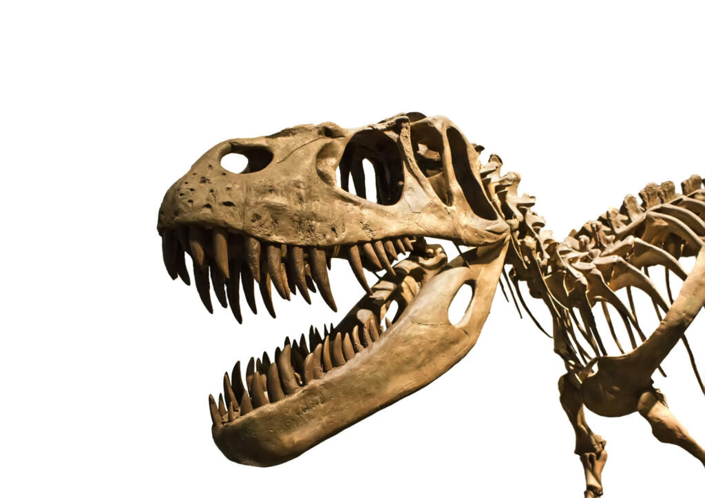 Tyrannosaurus Rex skeleton