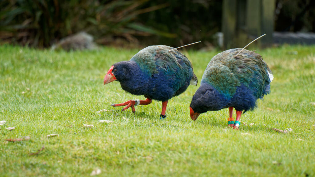 A pair of Takahe wearing radio trackers grazing near Gouland Downs hut, rare and endangered birds, Kahurangi National Park, south island, Aotearoa / New Zealand.