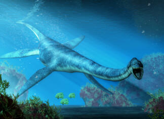 Paleontologi odkrili prvi jurski fosil v tem delu sveta in zapolnili vrzel An elasmosaurus swims towards you in shallow seas. This long necked plesiosaur was an aquatic reptile that lived in the ocean during the Cretaceous period. 3D Rendering