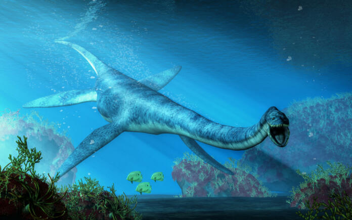 An elasmosaurus swims towards you in shallow seas.  This long necked plesiosaur was an aquatic reptile that lived in the ocean during the Cretaceous period. 3D Rendering
