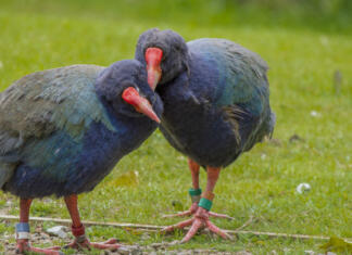 Prazgodovinska ptica, ki je že veljala za izumrlo, se vrača v divjino Ptica takahe se vrača v divjino po več desetletjih