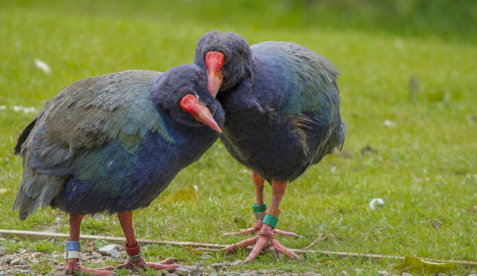 Ptica takahe se vrača v divjino po več desetletjih