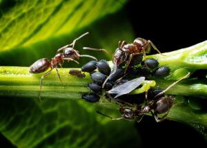 ants, aphids, breeding
