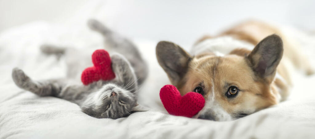 cute cat and corgi dog are lying on a white bed together surrounded by knitted red hearts