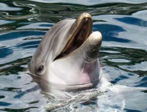 dolphin, sea, marine mammals
