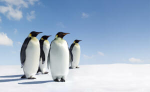 Emperor Penguins in Antarctica