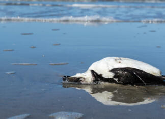 Grozljivo! Kaj je razlog, da bodo pingvini izumrli v nekaj desetletjih? Environmental plastic garbage bird