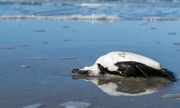 Environmental plastic garbage bird