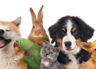 Žival z najkrajšo življenjsko dobo Žival z najkrajšo življenjsko dobo