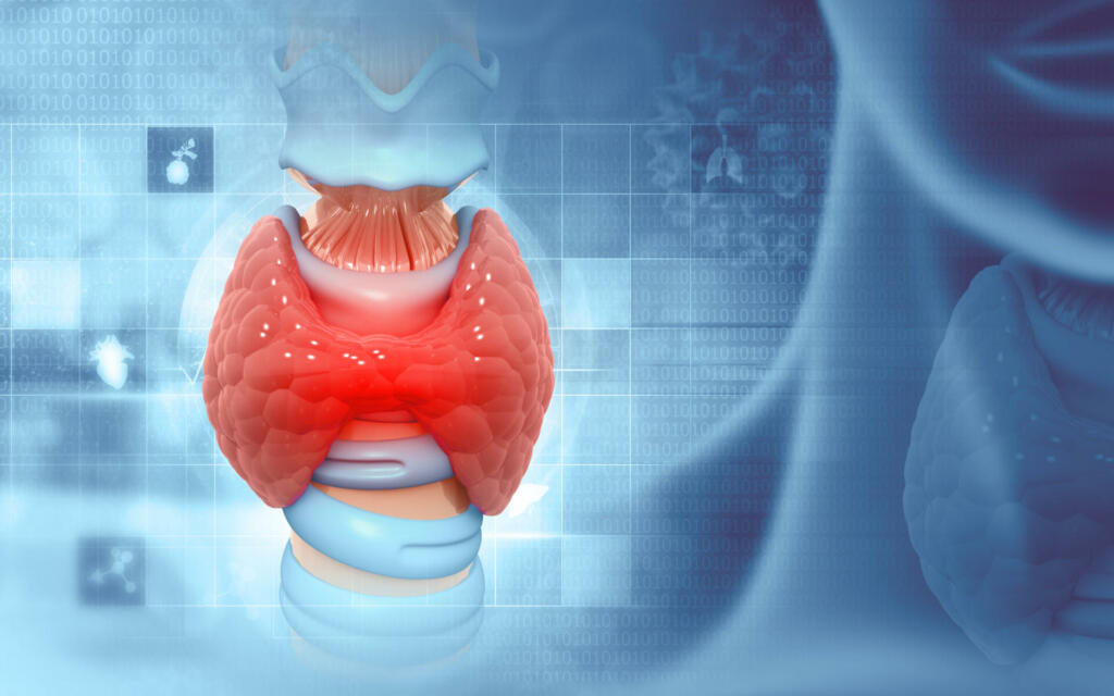 Human Glands Lobes of Thyroid Gland Anatomy. 3d illustration