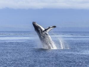 humpback whale, natural spectacle, nature