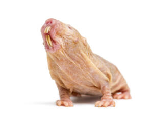 Naked Mole-rat, hairless rat, isolated on wihte