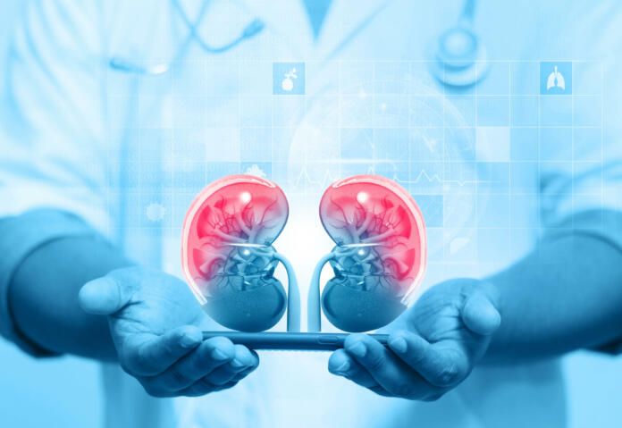 Nephrologist listens to the kidneys on medical background. 3d illustration