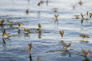 Palingenia Longicauda insect Tisza river insect phenomenon