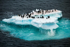 Penguins drifting around on an iceberg in the Scotia Sea close to the Antarctic continent