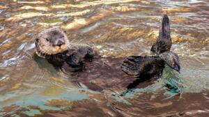 sea otter, nature, aquatic animal
