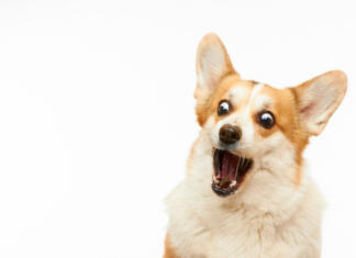 Bizarna dejstva o živalih: od glasbenikov do stonerjev Zanimivosti o živalih