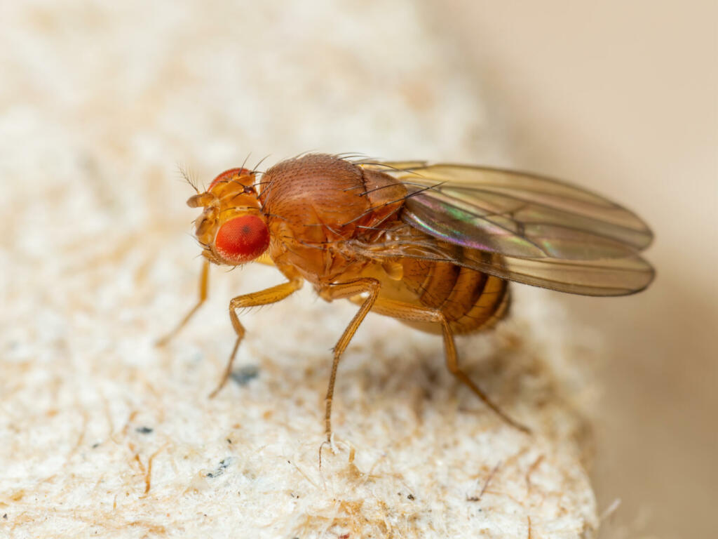 Tropical Fruit Fly Drosophila Diptera Parasite Insect Pest on Vegetable Macro